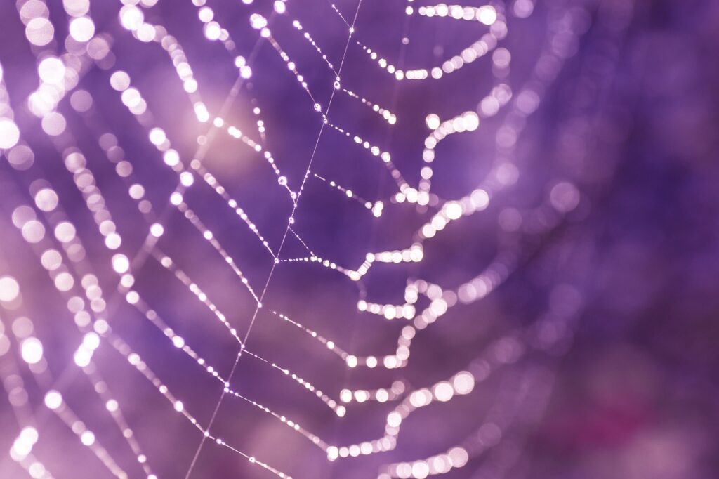 spider web, web, cobwebs-3382886.jpg